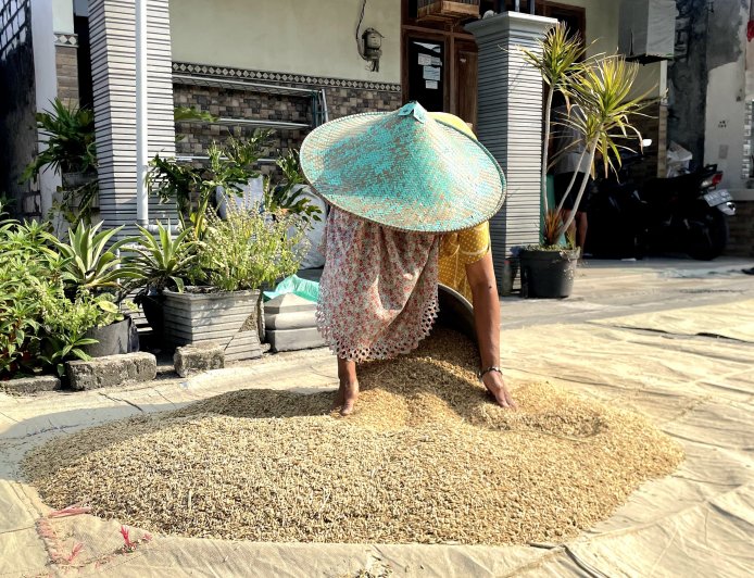 Harga Gabah di Lamongan Capai Rp 8.200 per Kilogram, Petani Sumringah
