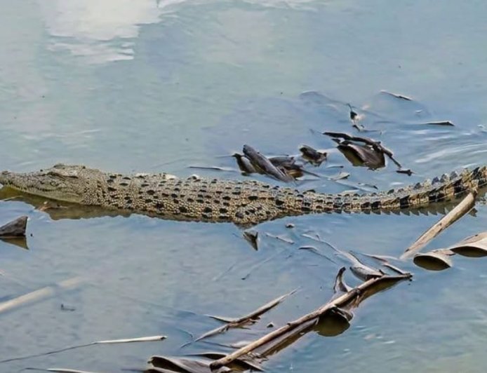 Buaya 3,5 Meter Muncul di Tepian Bengawan Solo Gresik, Terekam Kamera Pemancing
