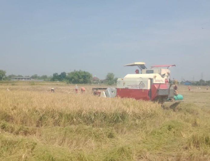 Harga Gabah di Jombang Tembus Rp 8.000