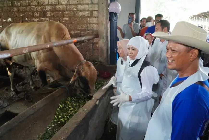 Polemik Harga Daging Sapi di Lamongan Meroket, Ini Pemicunya