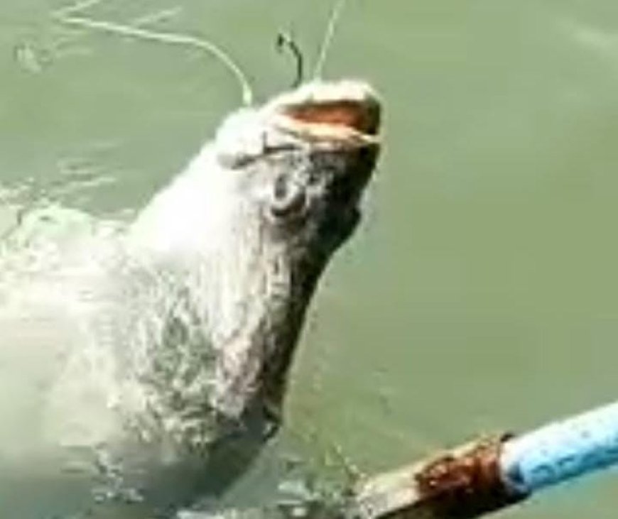 Juara Dalegan Fishing Tournament 3, Berhadiah Rp45 Juta, Diduga Curang, Sejumlah Peserta Tuntut Pembatalan