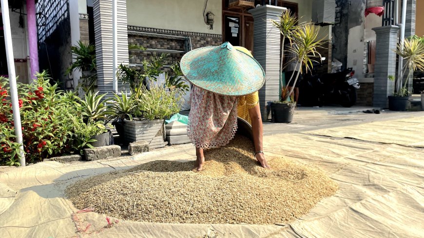 Harga Gabah di Lamongan Capai Rp 8.200 per Kilogram, Petani Sumringah