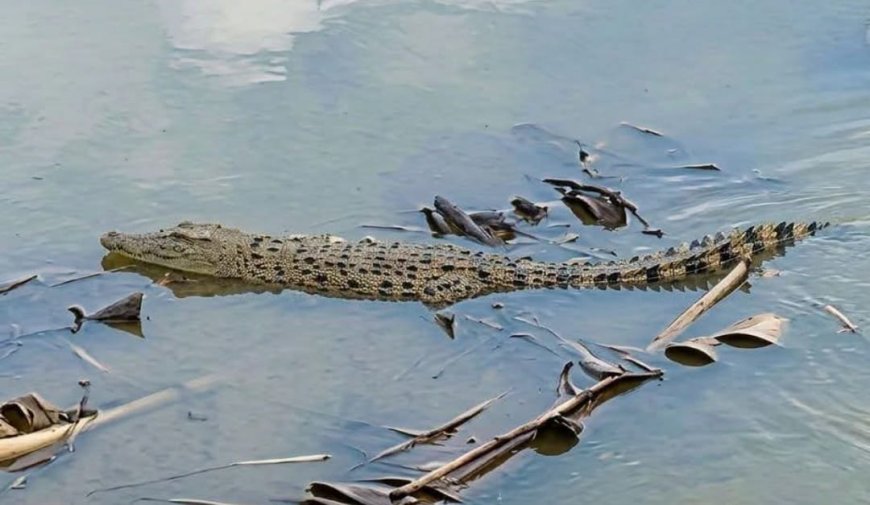 Buaya 3,5 Meter Muncul di Tepian Bengawan Solo Gresik, Terekam Kamera Pemancing