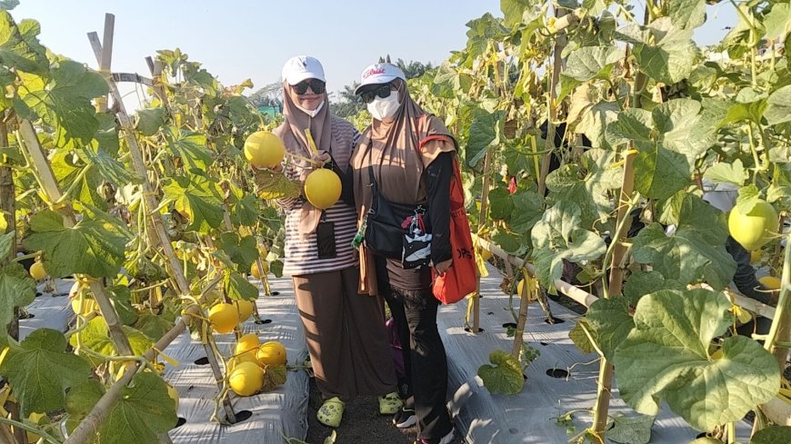 Petik Bersama Petro Agrifood Expo 2026, Diserbu Ribuan Warga Berburu Buah dan Sayuran Premium