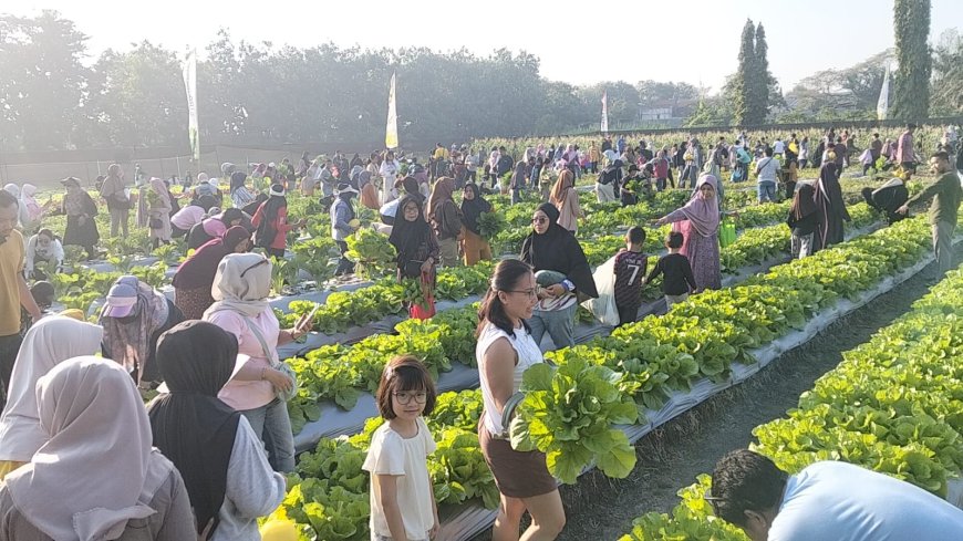 Petik Bersama Petro Agrifood Expo 2026, Diserbu Ribuan Warga Berburu Buah dan Sayuran Premium