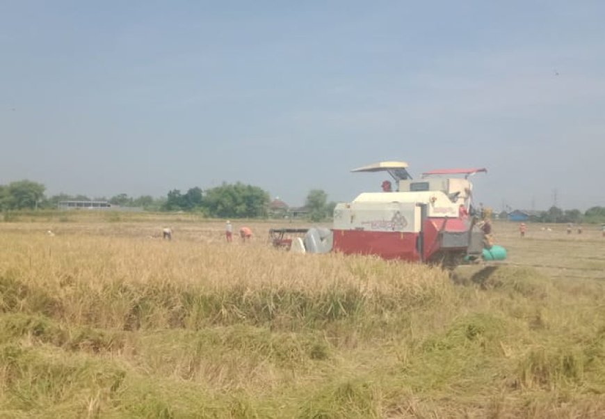 Harga Gabah di Jombang Tembus Rp 8.000