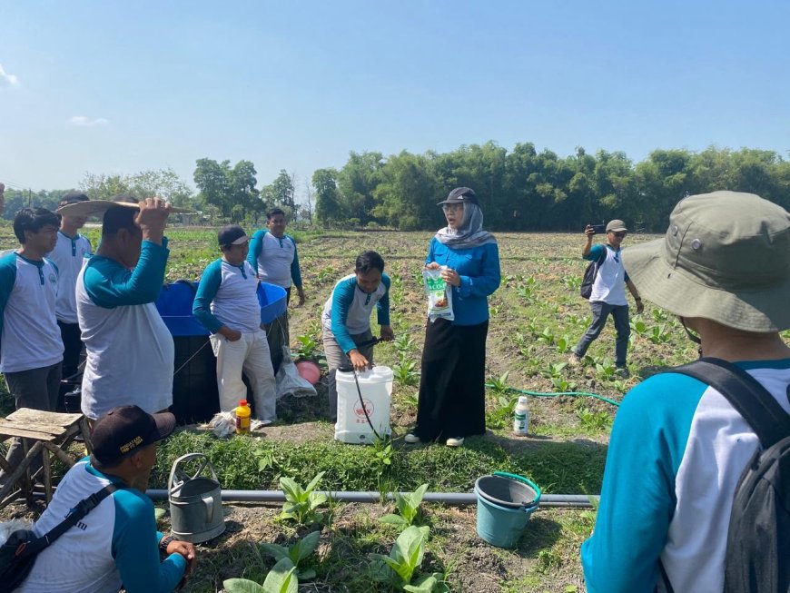Dinas Pertanian Jombang Perkuat Pengendalian OPT Tembakau di Tengah Anomali Iklim