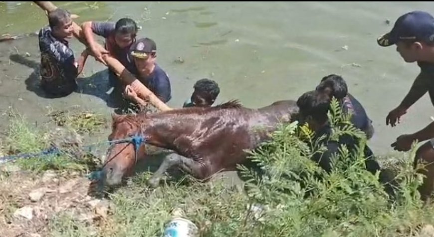 Kuda Tercebur ke Tambak saat Pemilik Cari Rumput, Penyelamatan Dramatis Hampir 2 Jam