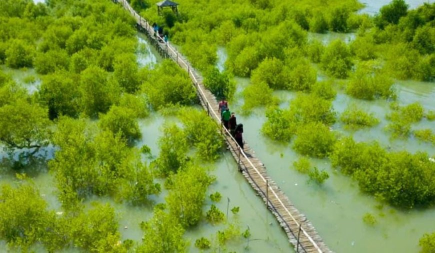 Tanam 1.000 Mangrove di Mengare, Cara Petrokimia Gresik Jaga Ekosistem Pesisir